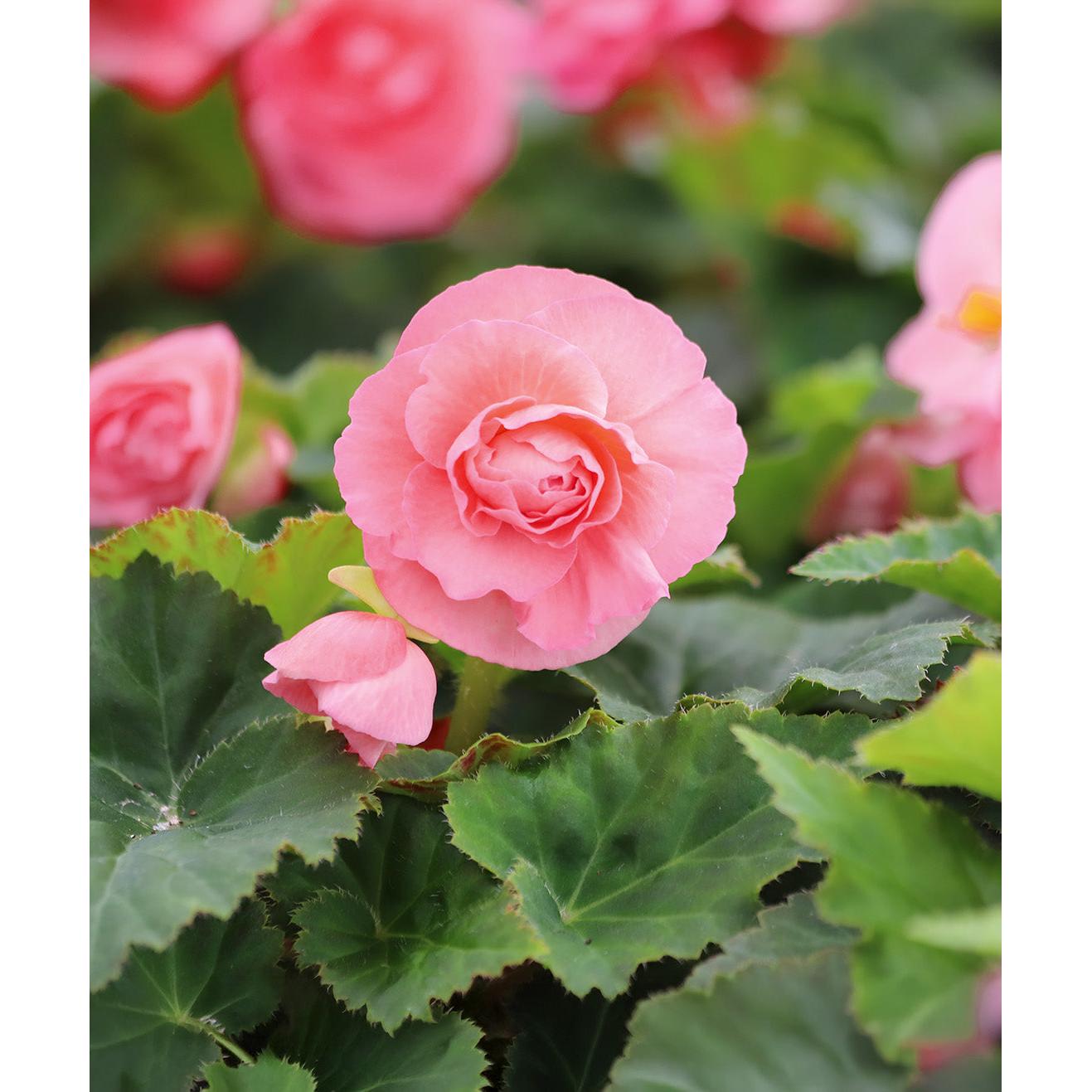 Pink Double Begonia - 3 tubers