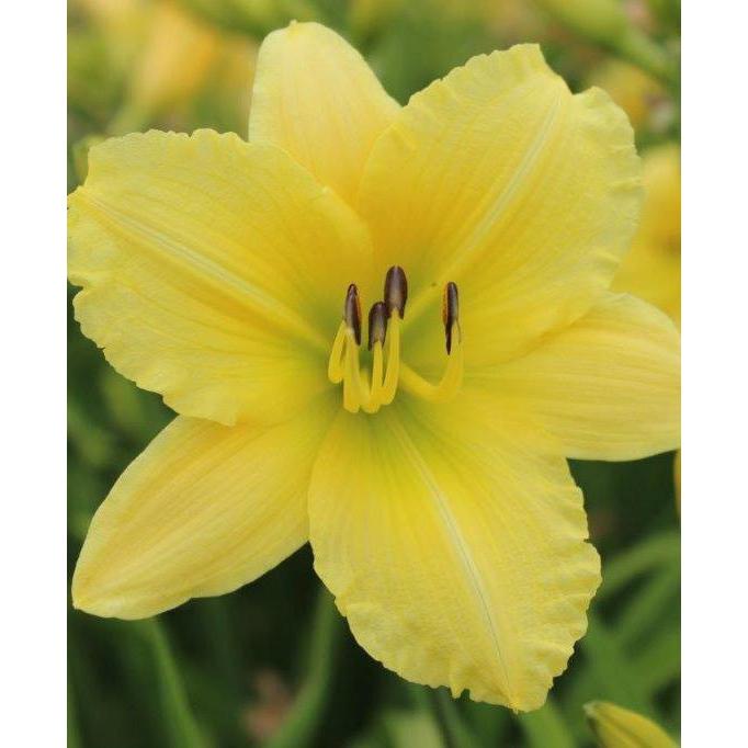 Big Time Happy Reblooming Daylily - 3 Root Divisions
