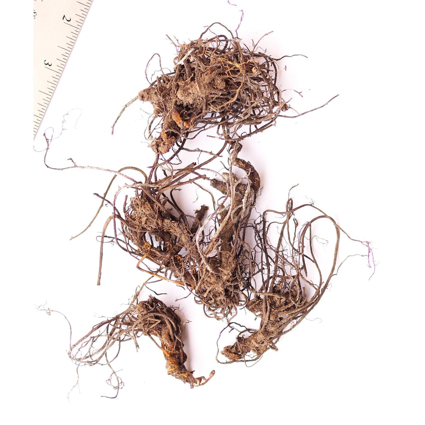 Black Cohosh - 5 Root Divisions