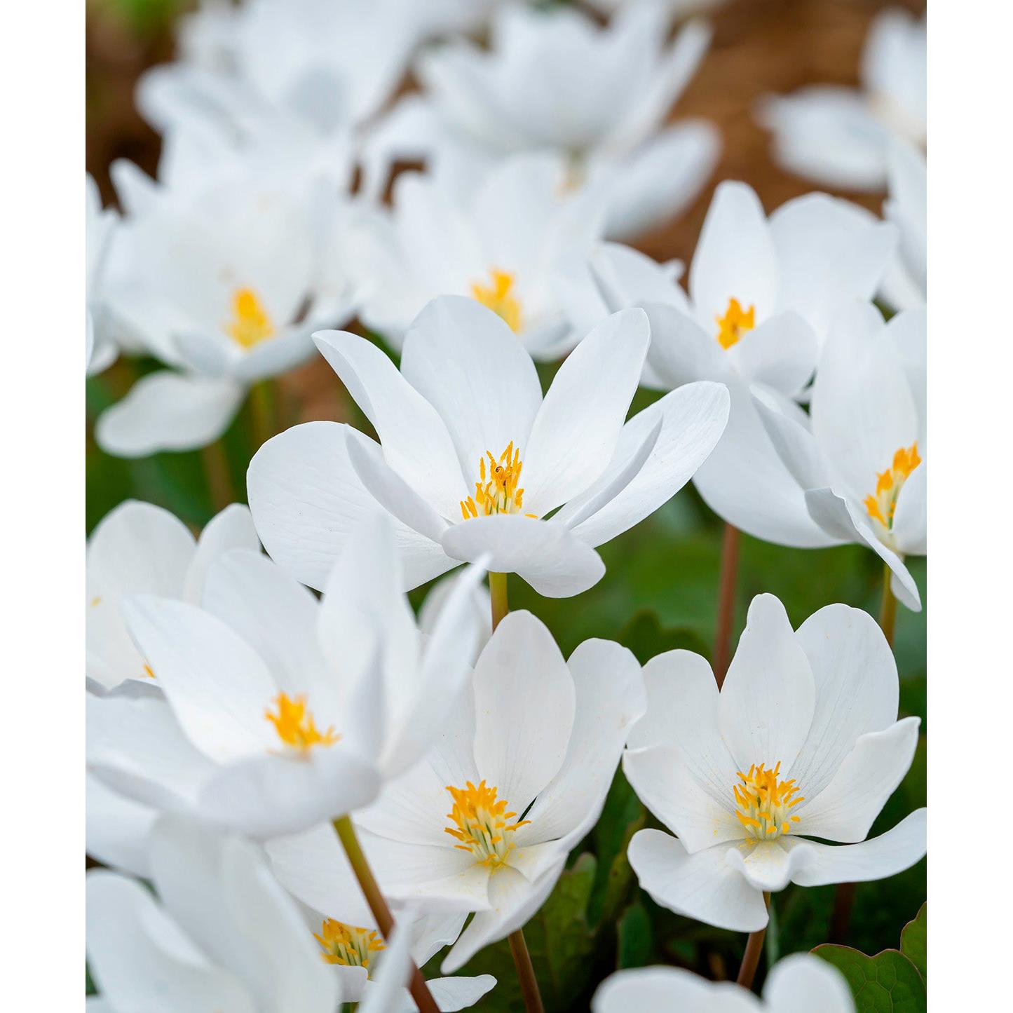 Bloodroot - 5 Root Divisions