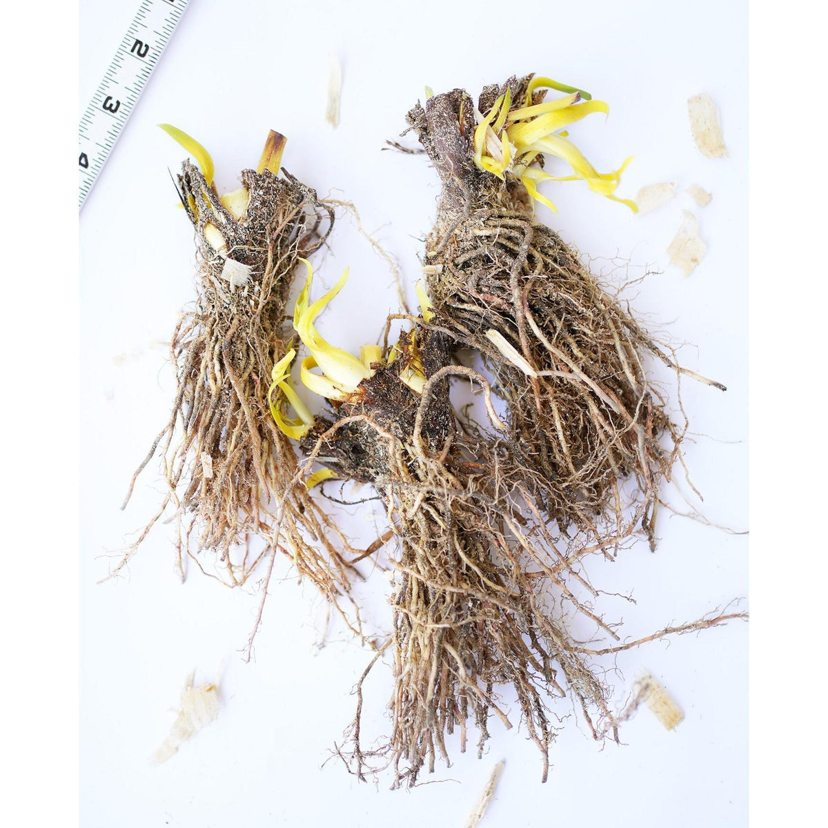 Blue Flag Compact Iris - 3 root divisions