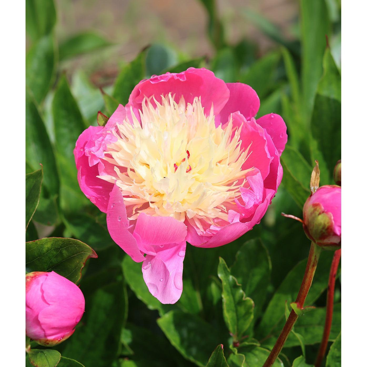 Bowl of Beauty Peony - 1 root division