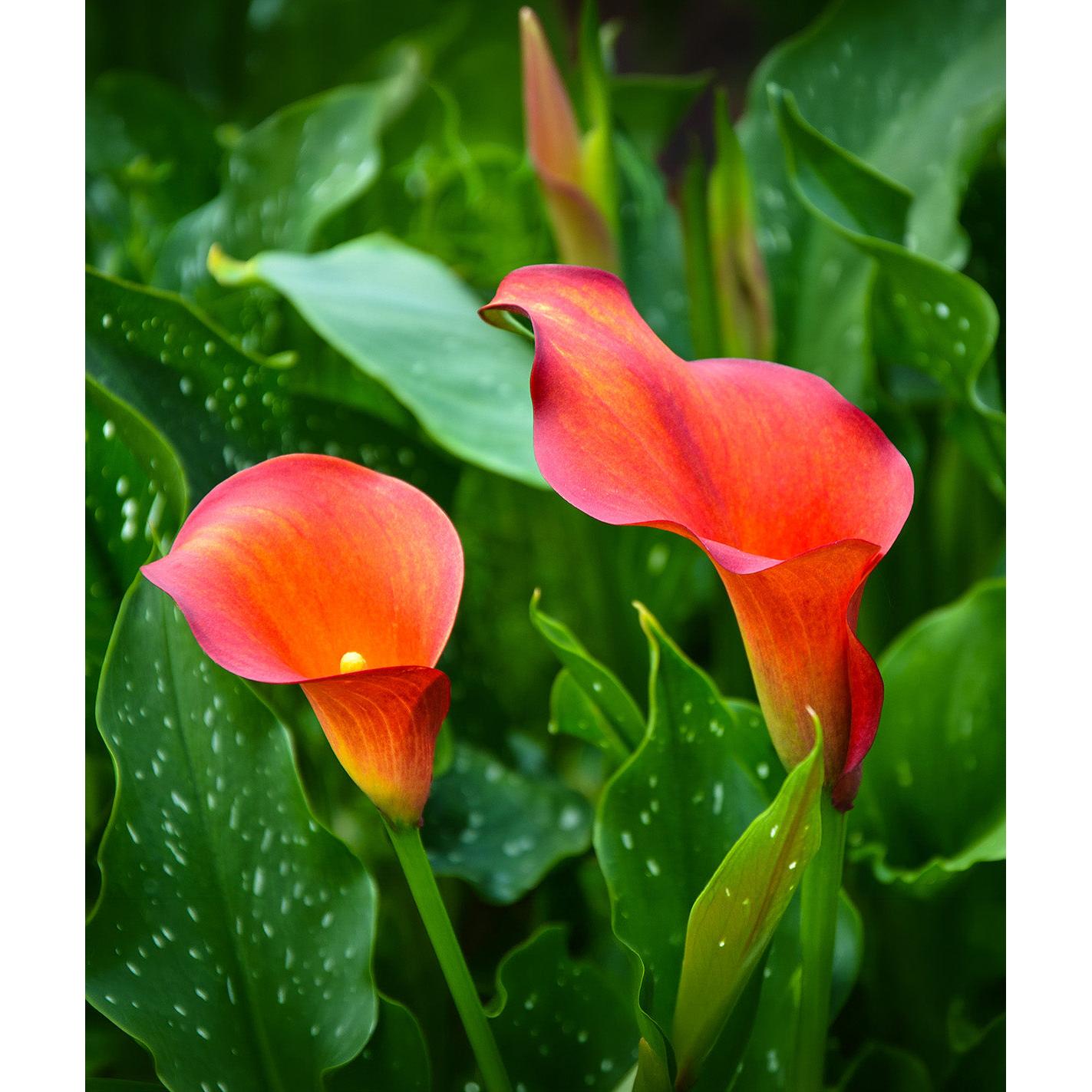 Capt. Triniti Calla Lily - 3 tubers