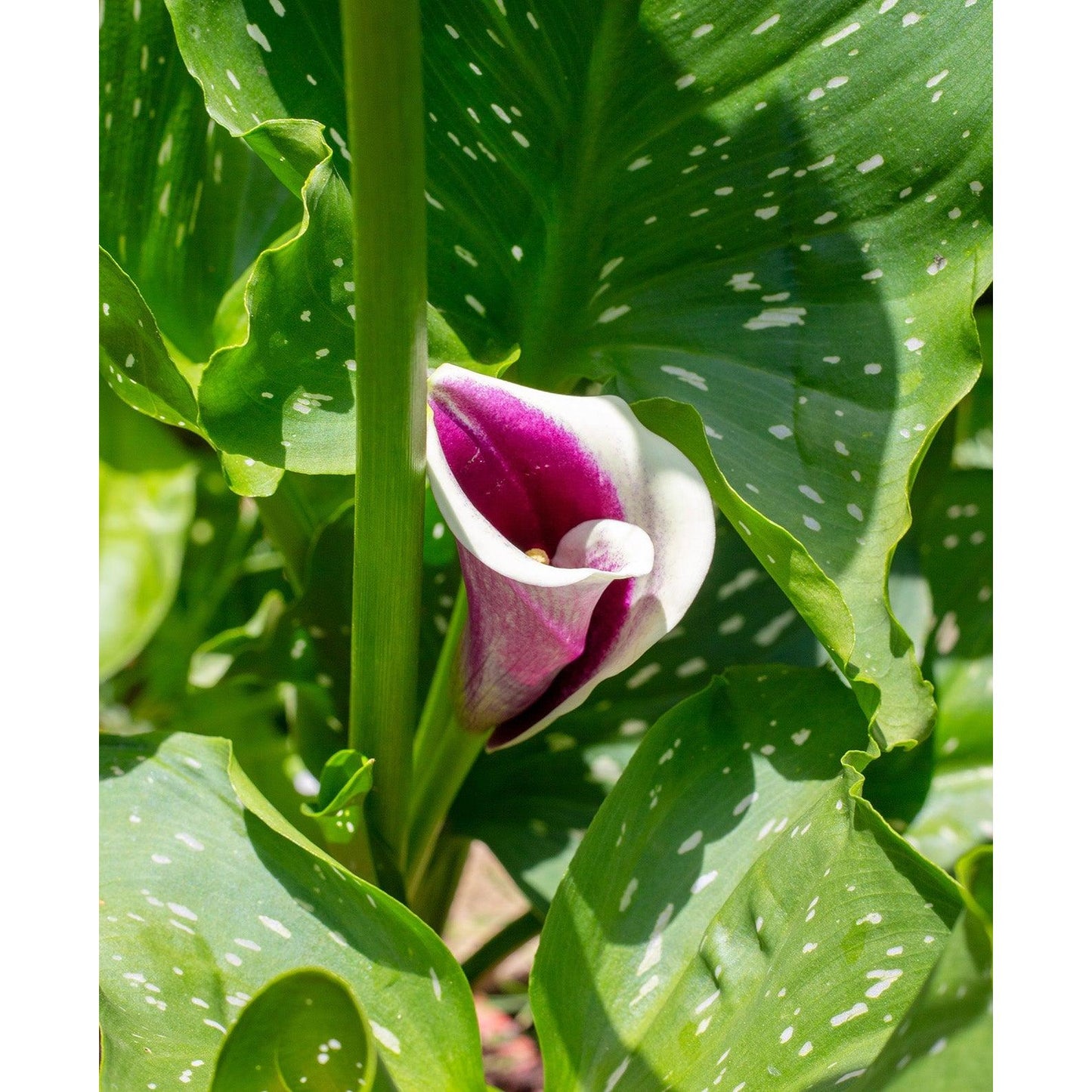 Picasso Calla Lily® - 3 tubers