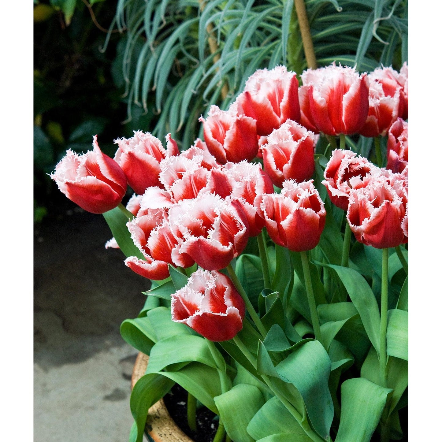 Canasta Fringed Tulip - 10 bulbs
