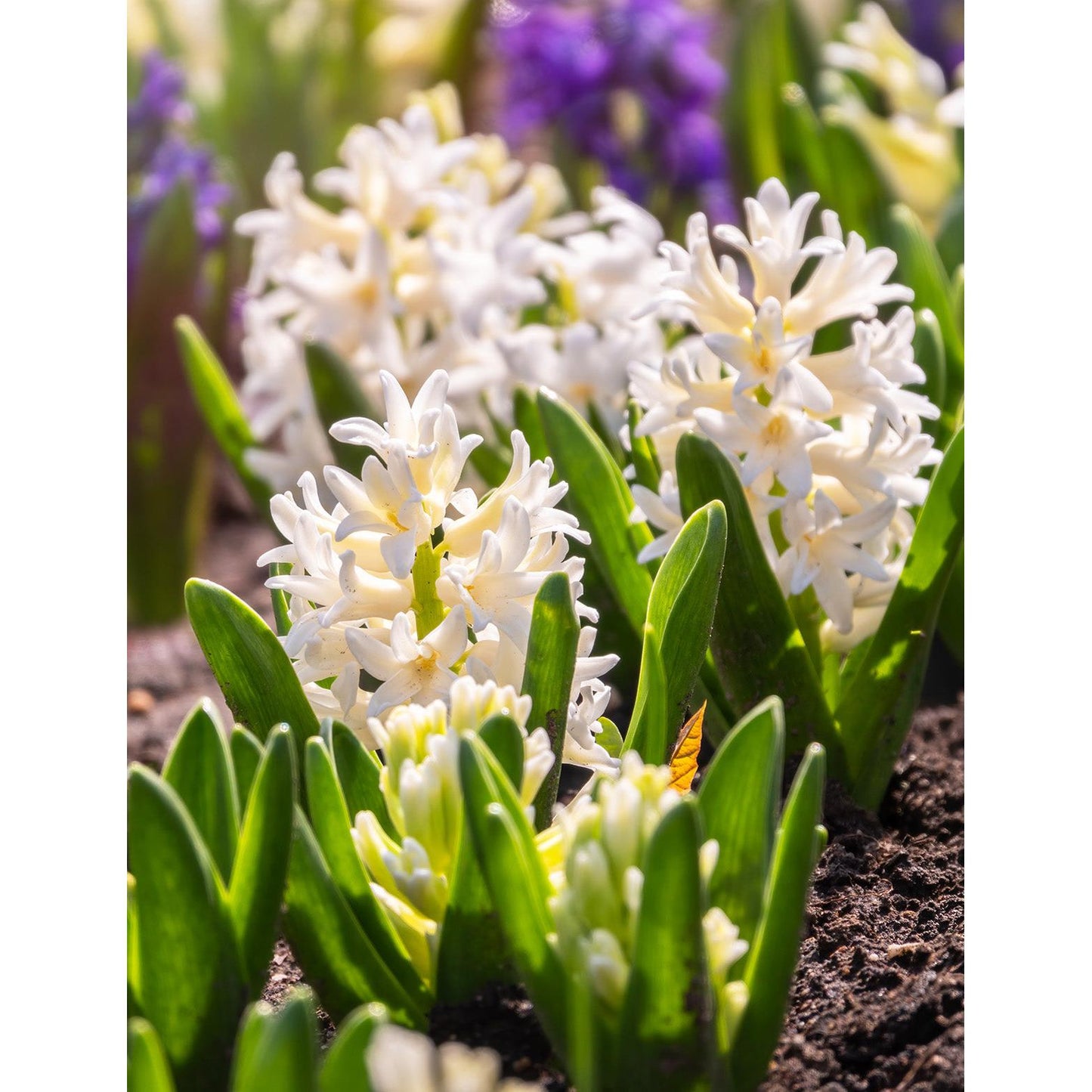 Carnegie Hyacinth - 10 bulbs