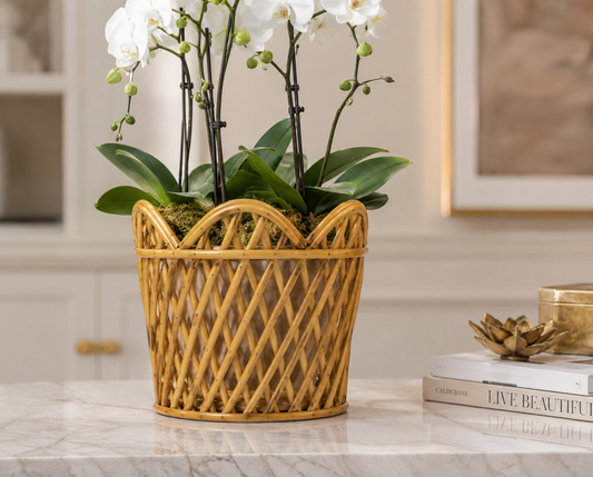 a plant in a basket