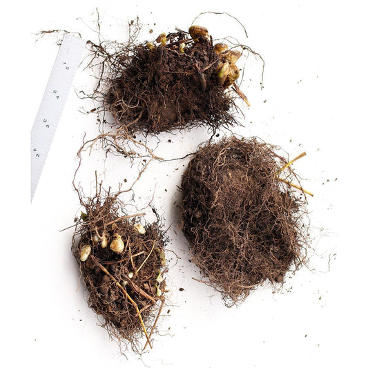 Christmas Fern - 3 root divisions