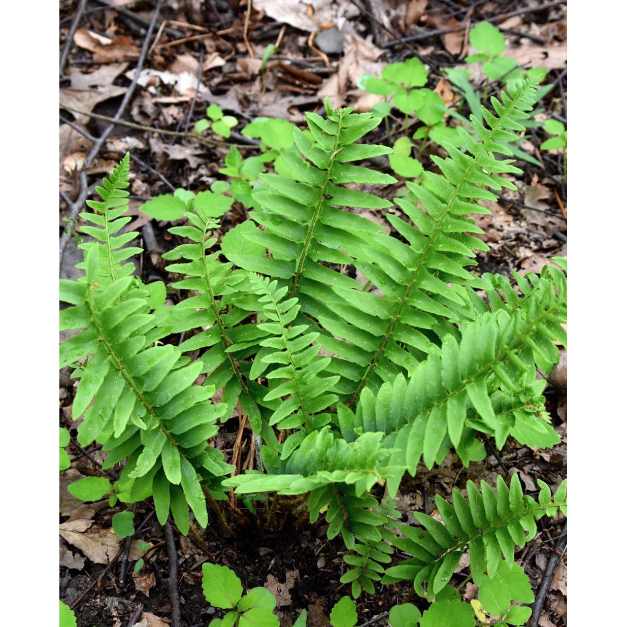 Christmas Fern - 3 root divisions