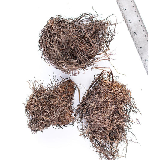 Cinnamon Fern - 3 root divisions