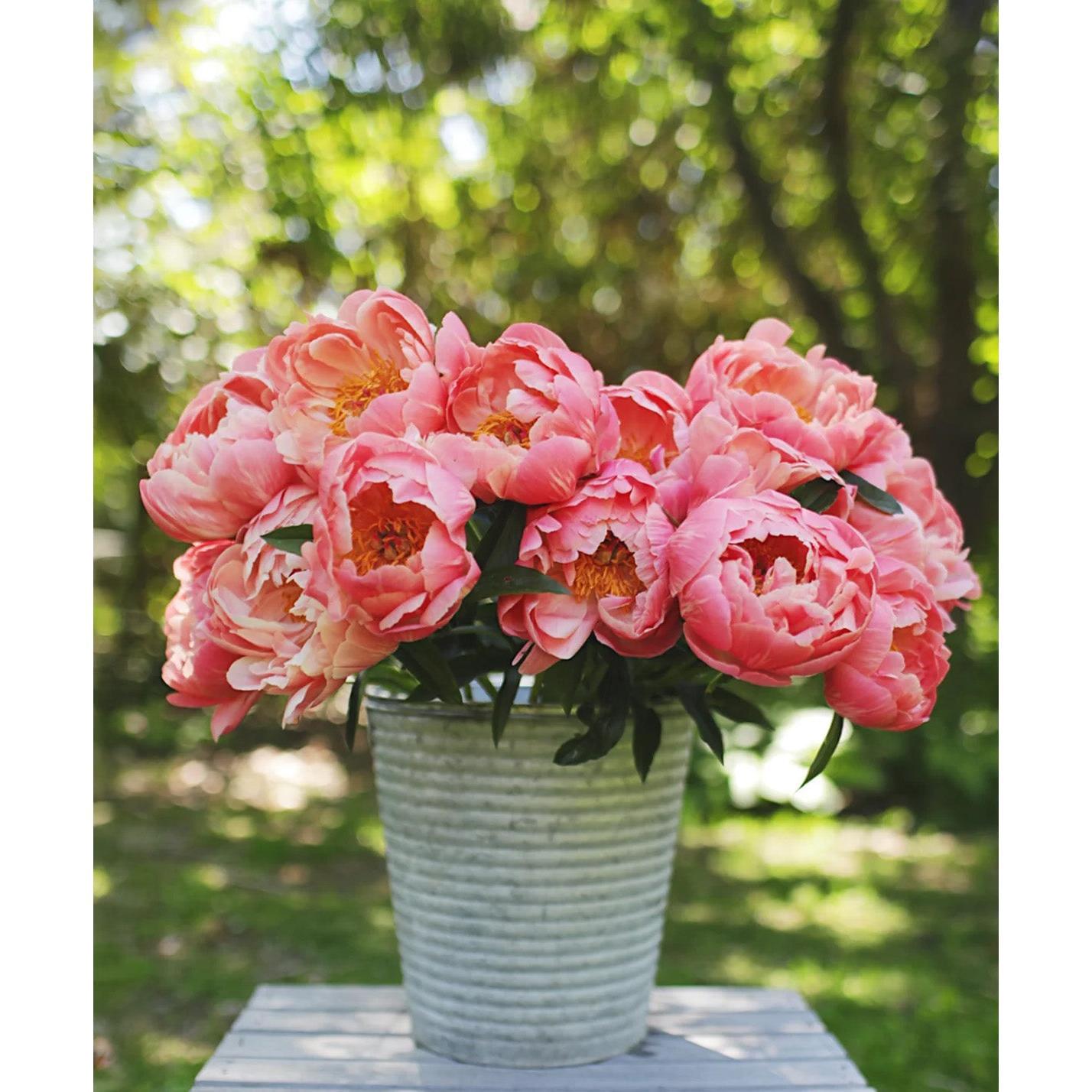 Coral Charm Peony - 1 root division