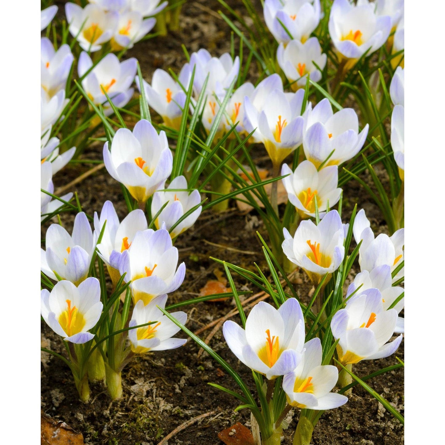 Blue Pearl Species Crocus - 10 bulbs