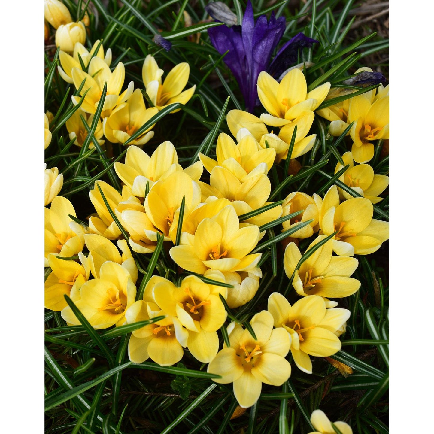 Cream Beauty Species Crocus - 10 bulbs