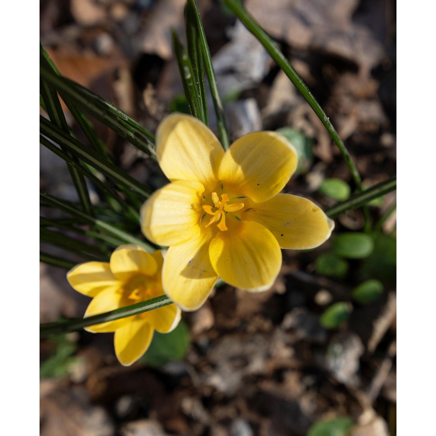 Goldilocks Species Crocus - 10 bulbs