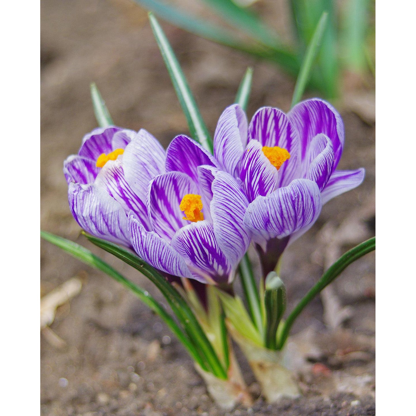 King of the Striped Large Flowering Crocus - 10