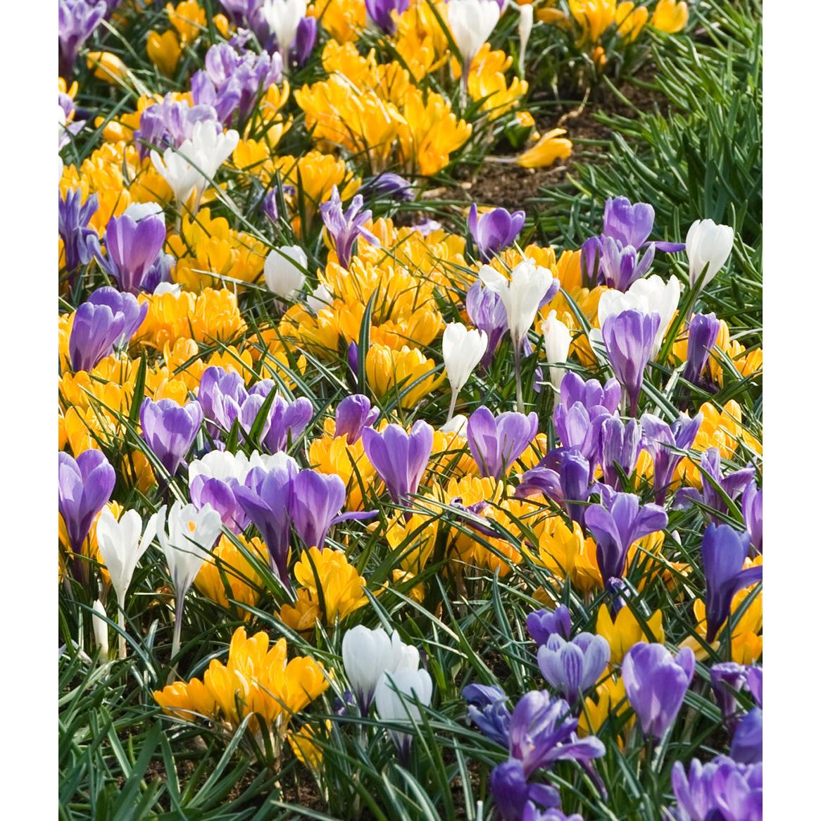 Mixed Crocus - 30 bulbs