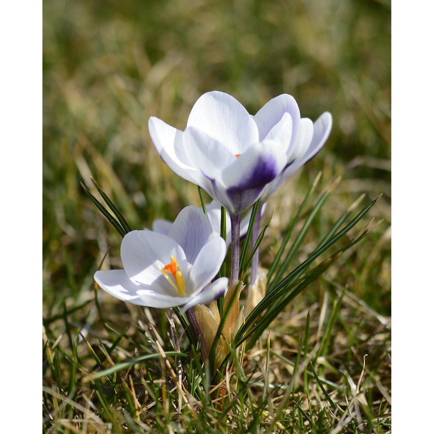 Prins Claus Species Crocus - 10 bulbs