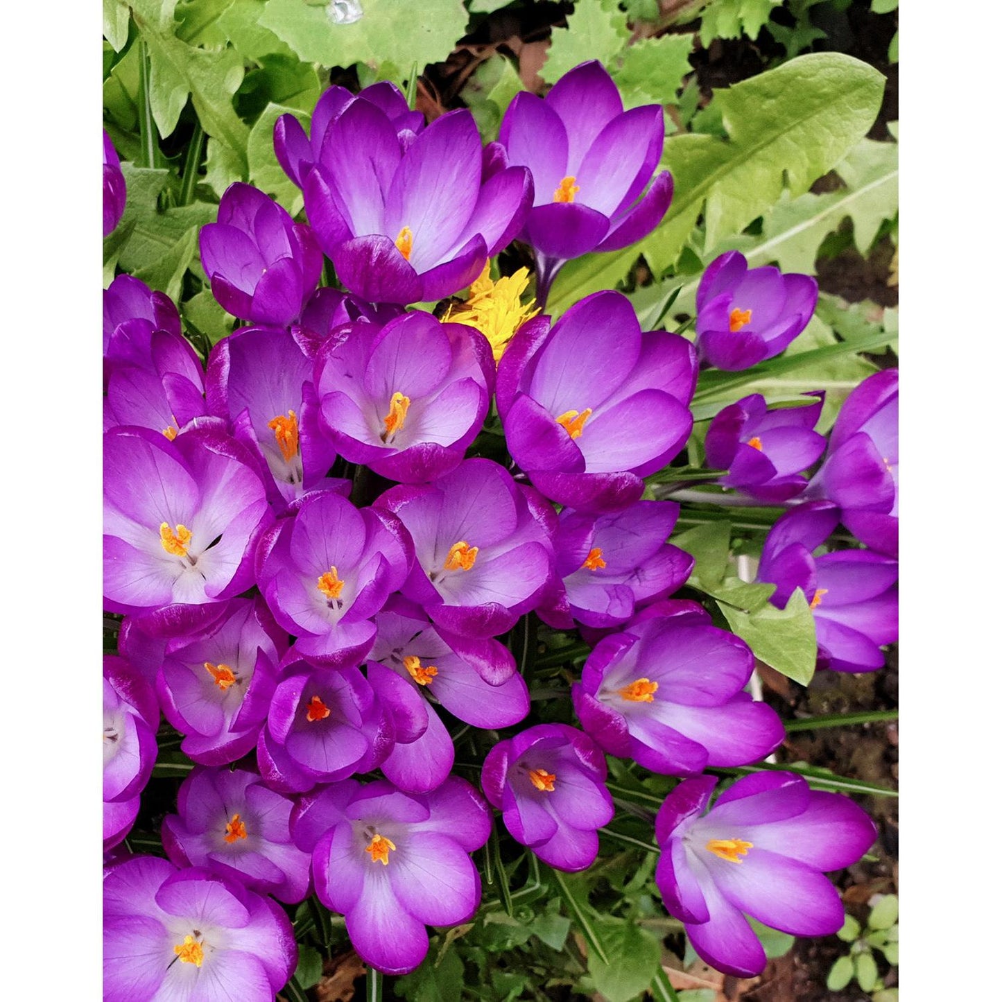Ruby Giant Species Crocus - 10 bulbs