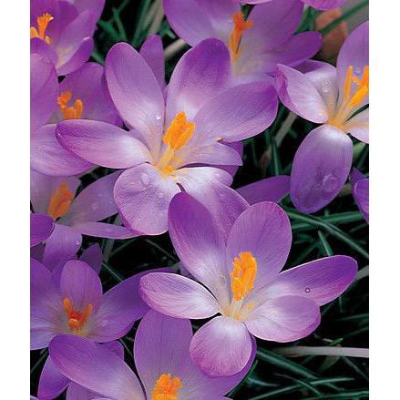 Whitewell Purple Species Crocus - 10 bulbs