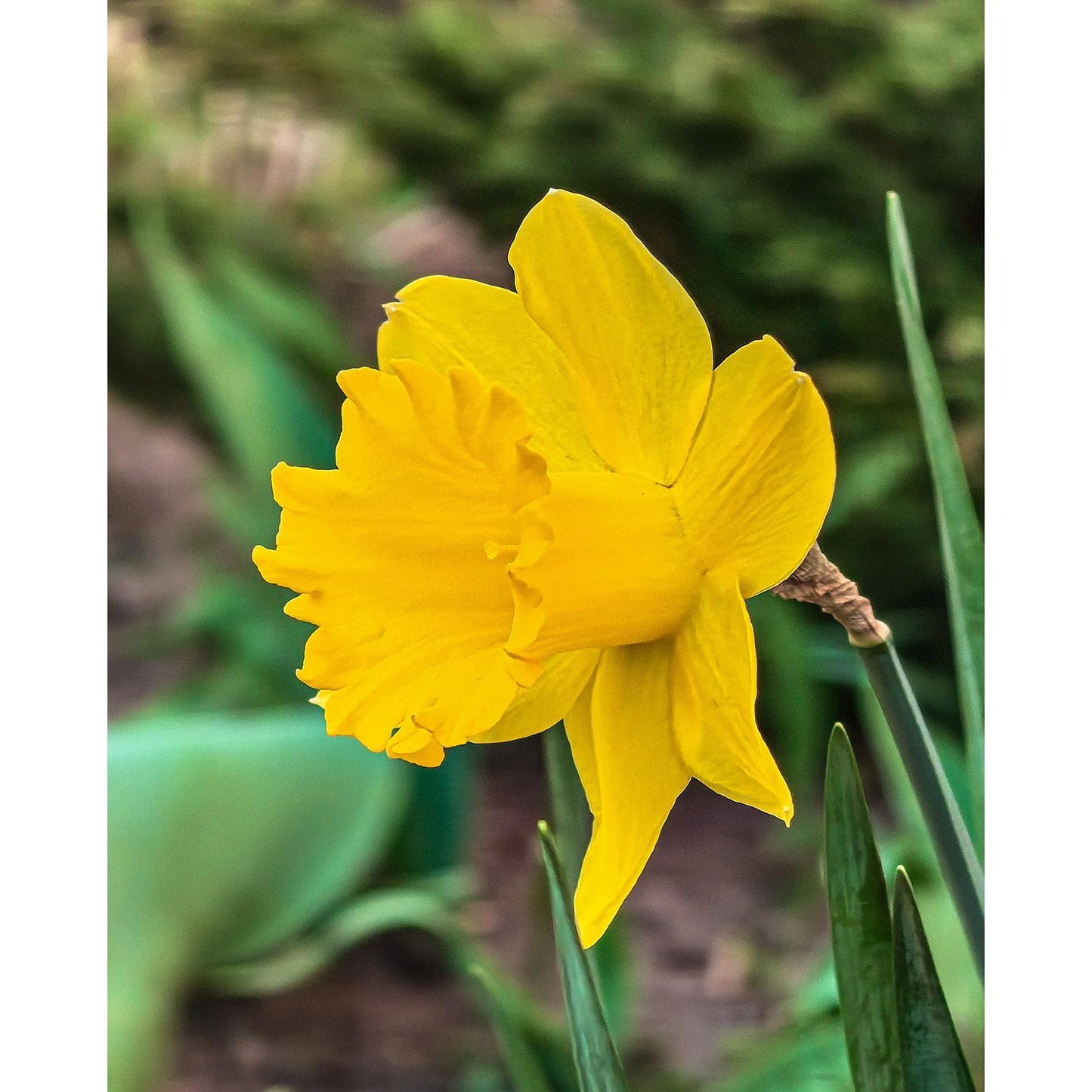 Dutch Master Trumpet Daffodil - 10 bulbs