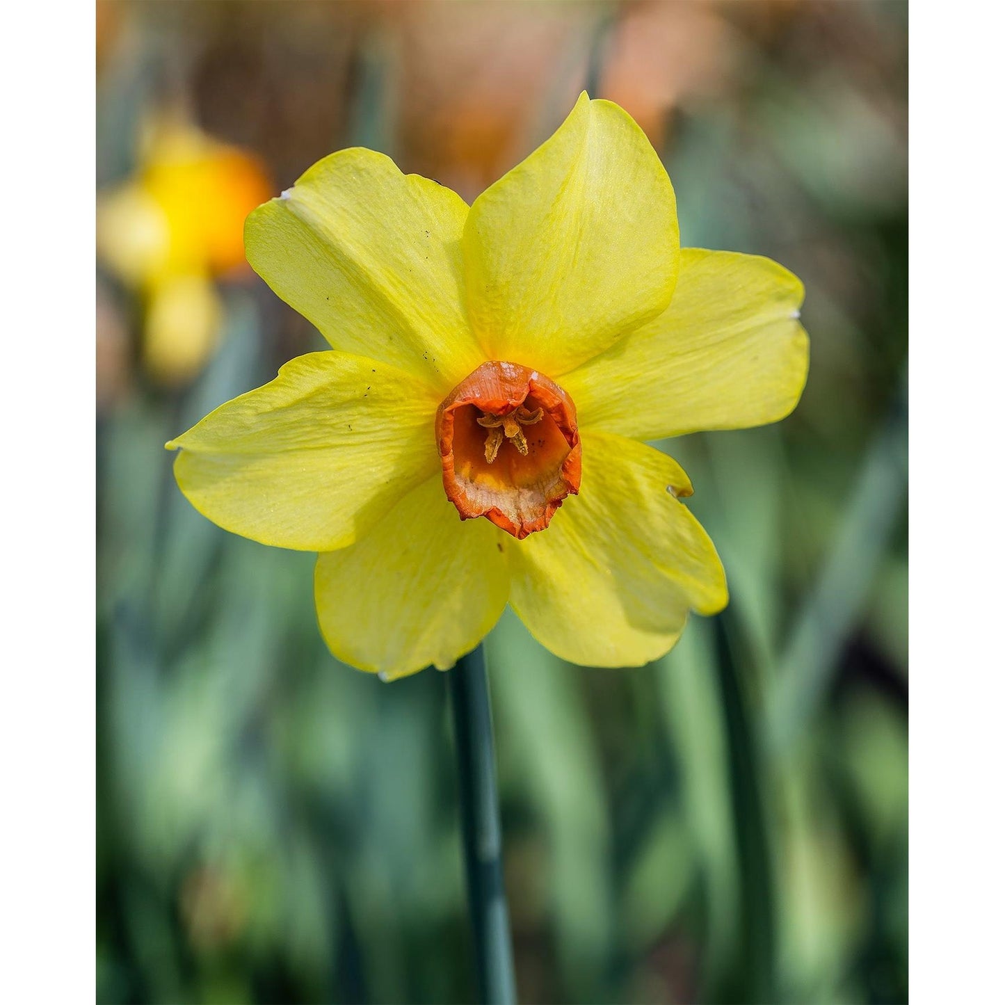Red Devon Large Cupped Daffodil - 10 bulbs