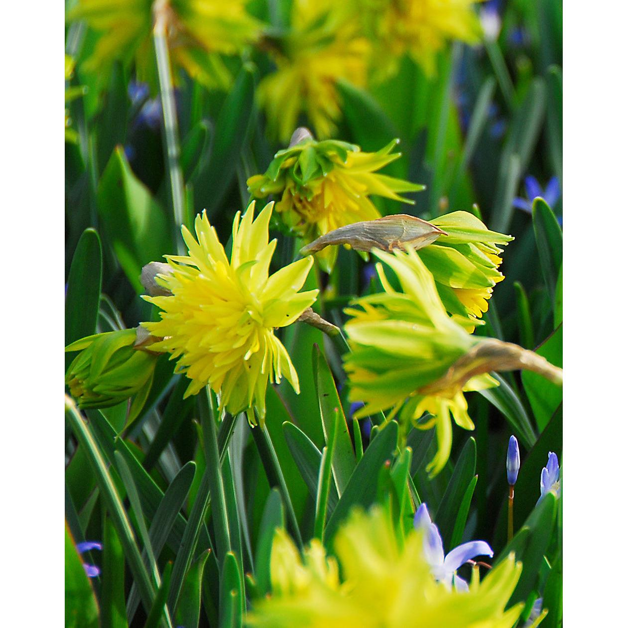 Rip Van Winkle Double Species Daffodil - 10 bulbs