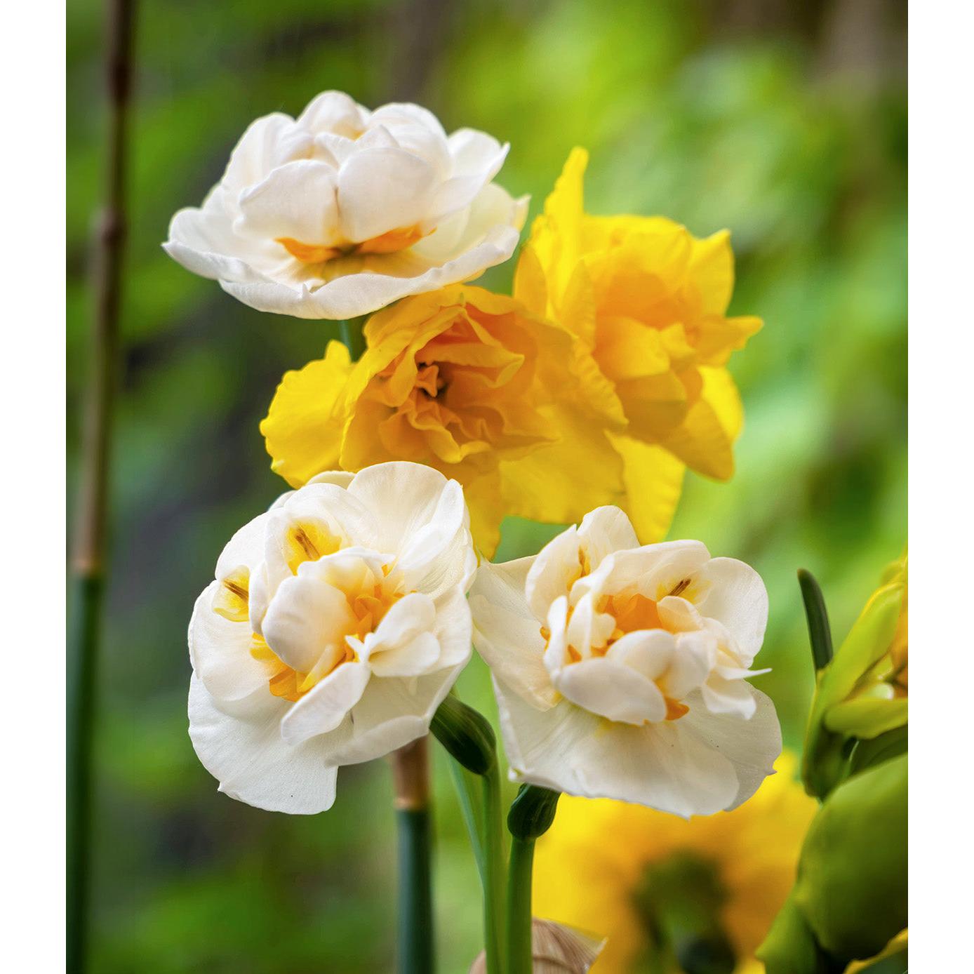 Mixed Double Daffodils - 30 bulbs