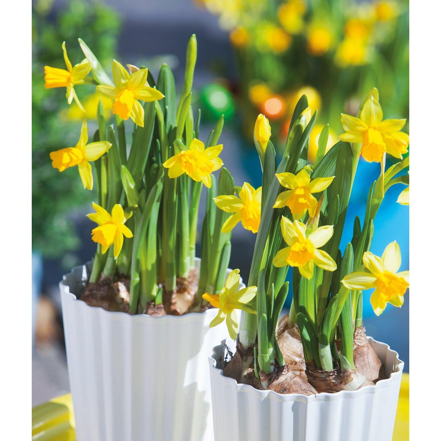 Tete a Tete Cyclamineus Daffodil - 10 bulbs