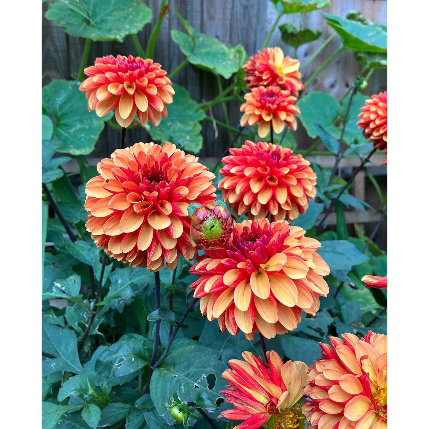 American Sunset Ball Dahlia - 3 root divisions