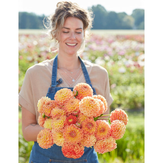 Orange Cassini Ball Dahlia - 3 root divisions