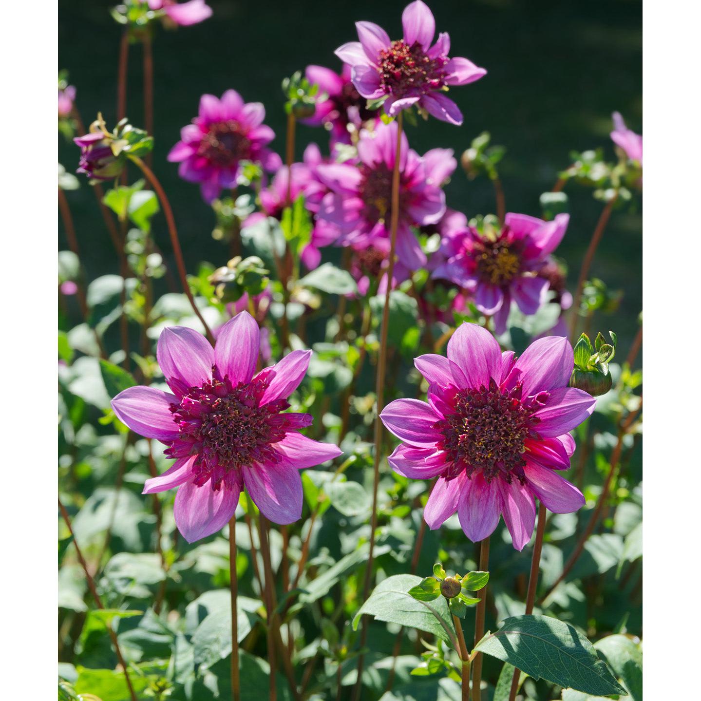 Blue Bayou Anemone Dahlia - 3 root divisions