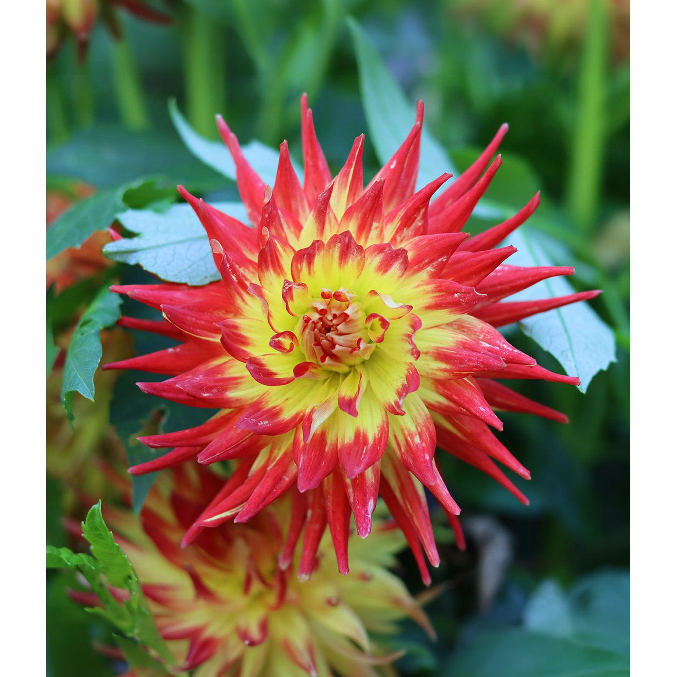 Bridgeview Aloha Cactus Dahlia - 3 root divisions
