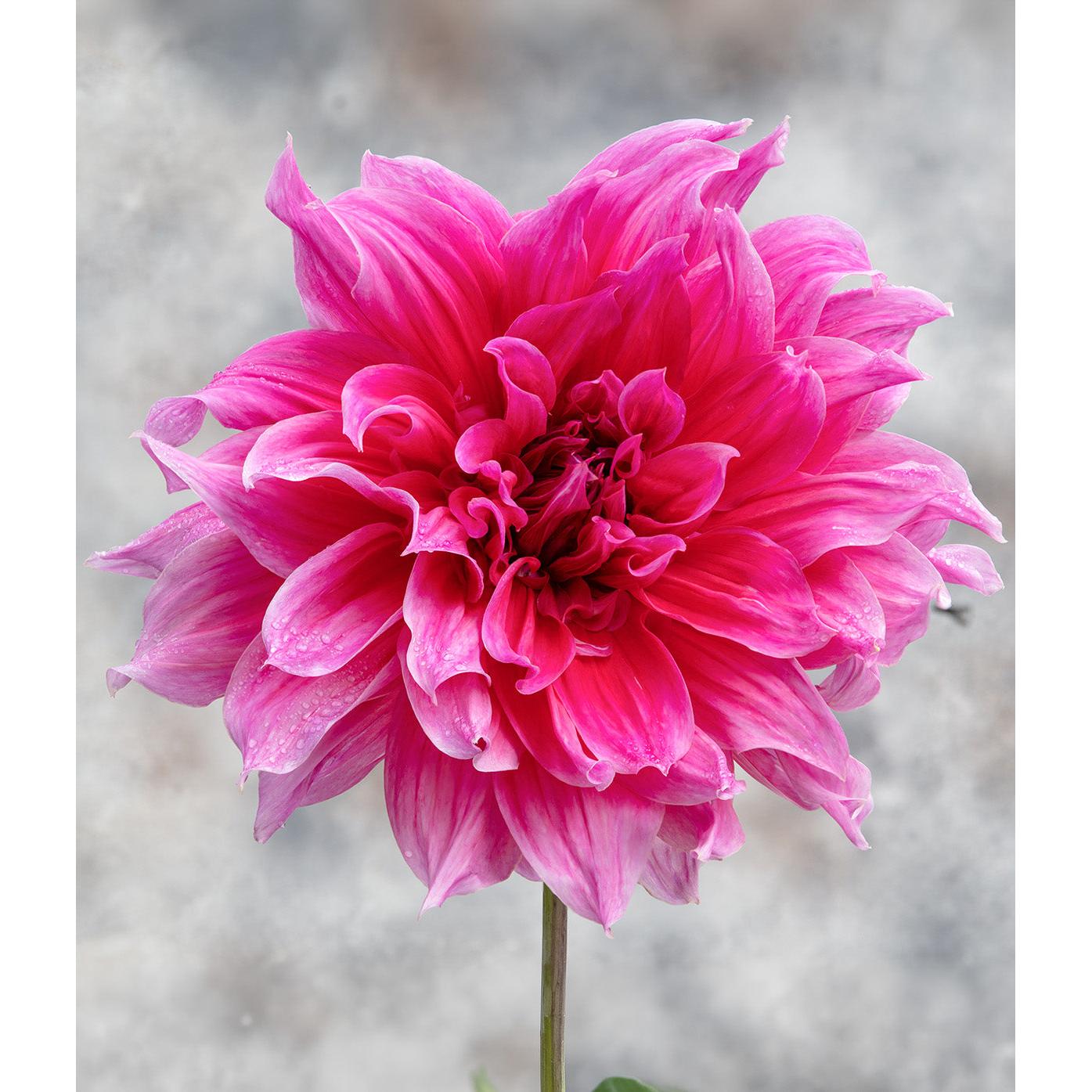 Emory Paul Decorative Dahlia - 3 root divisions