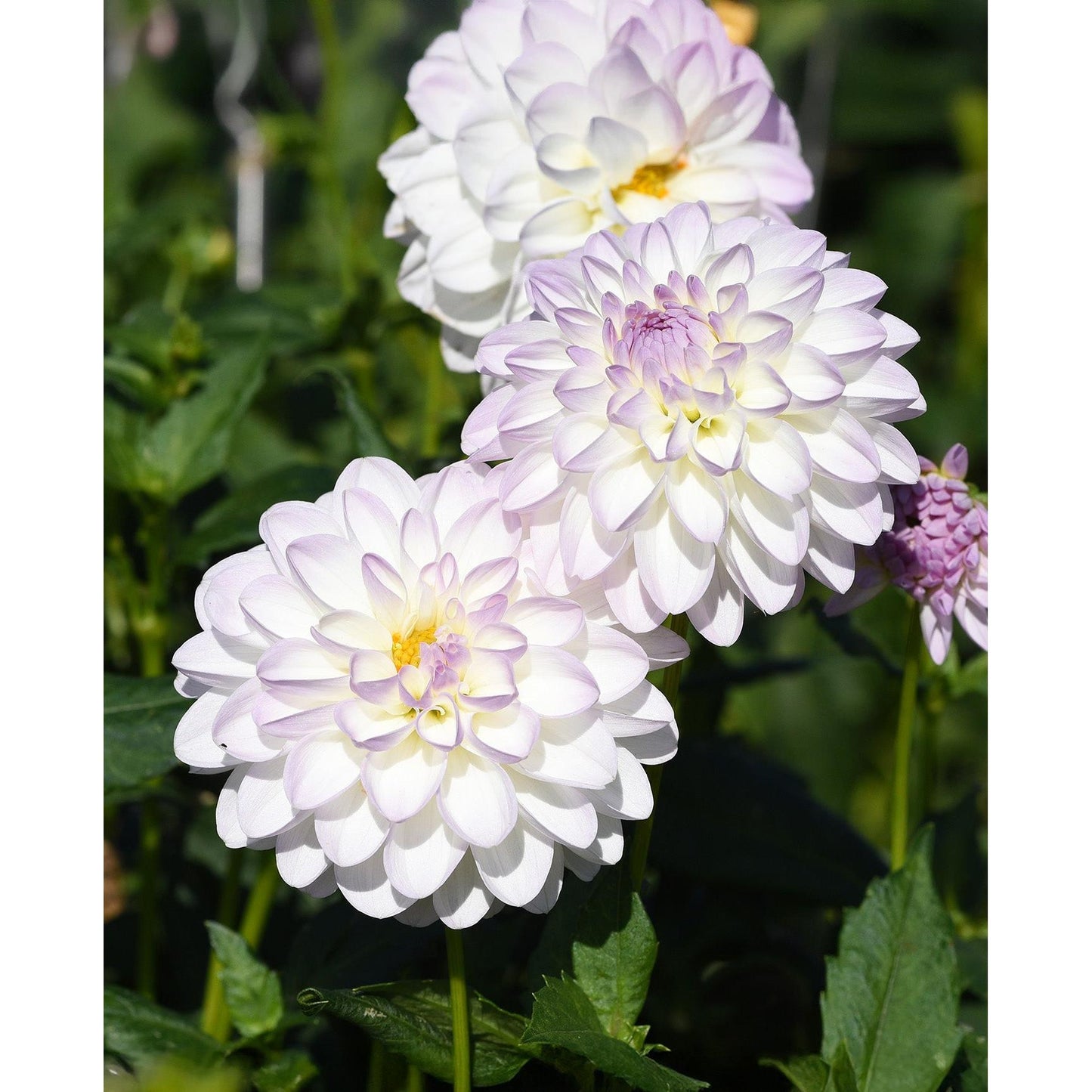 Eviline Ball Dahlia - 3 root divisions