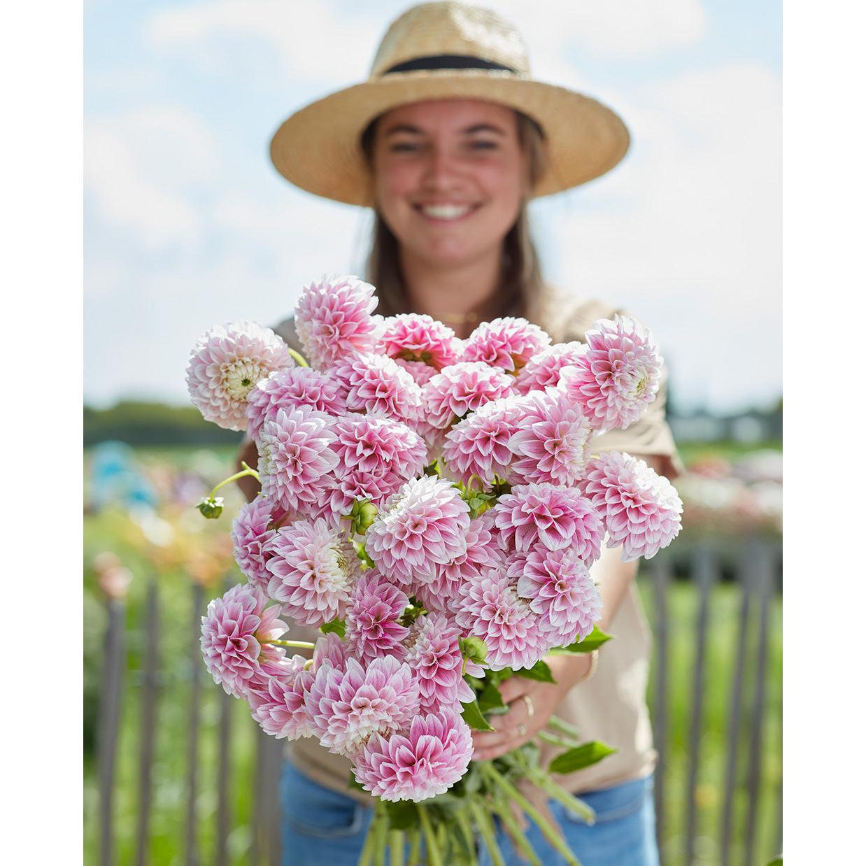 Marshmellow Baby Ball Dahlia - 3 root divisions