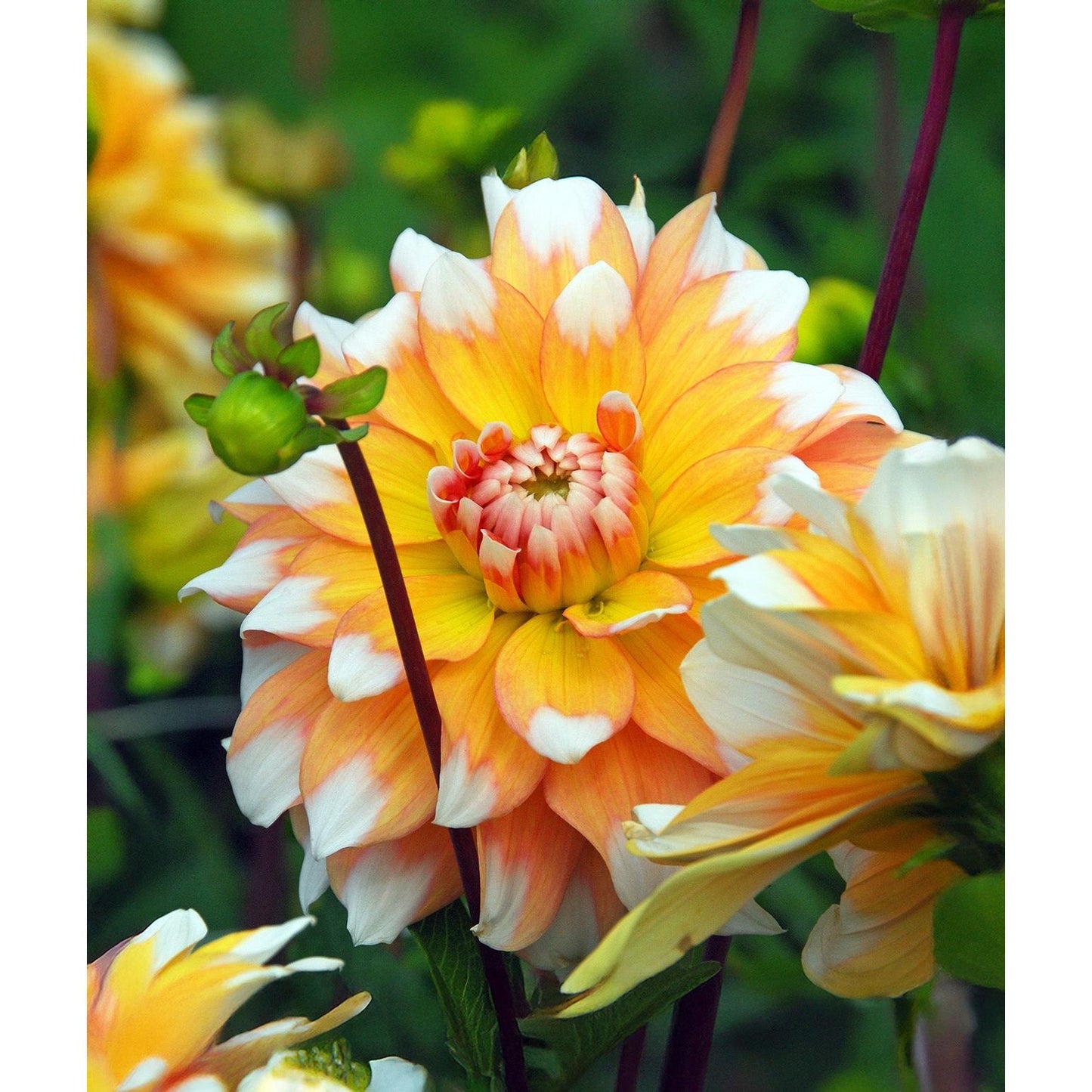 Seattle Decorative Dahlia - 3 root divisions