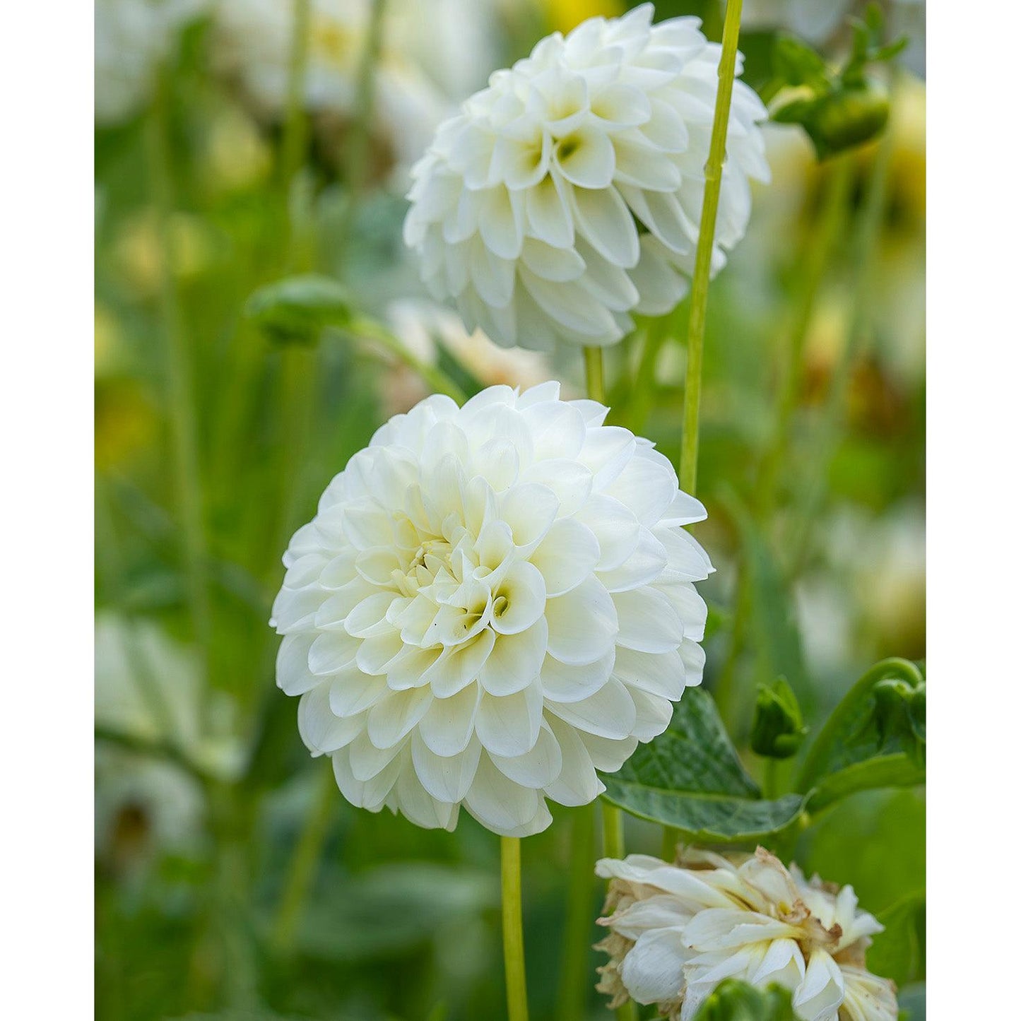 Snowflake Ball Dahlia - 3 root divisions
