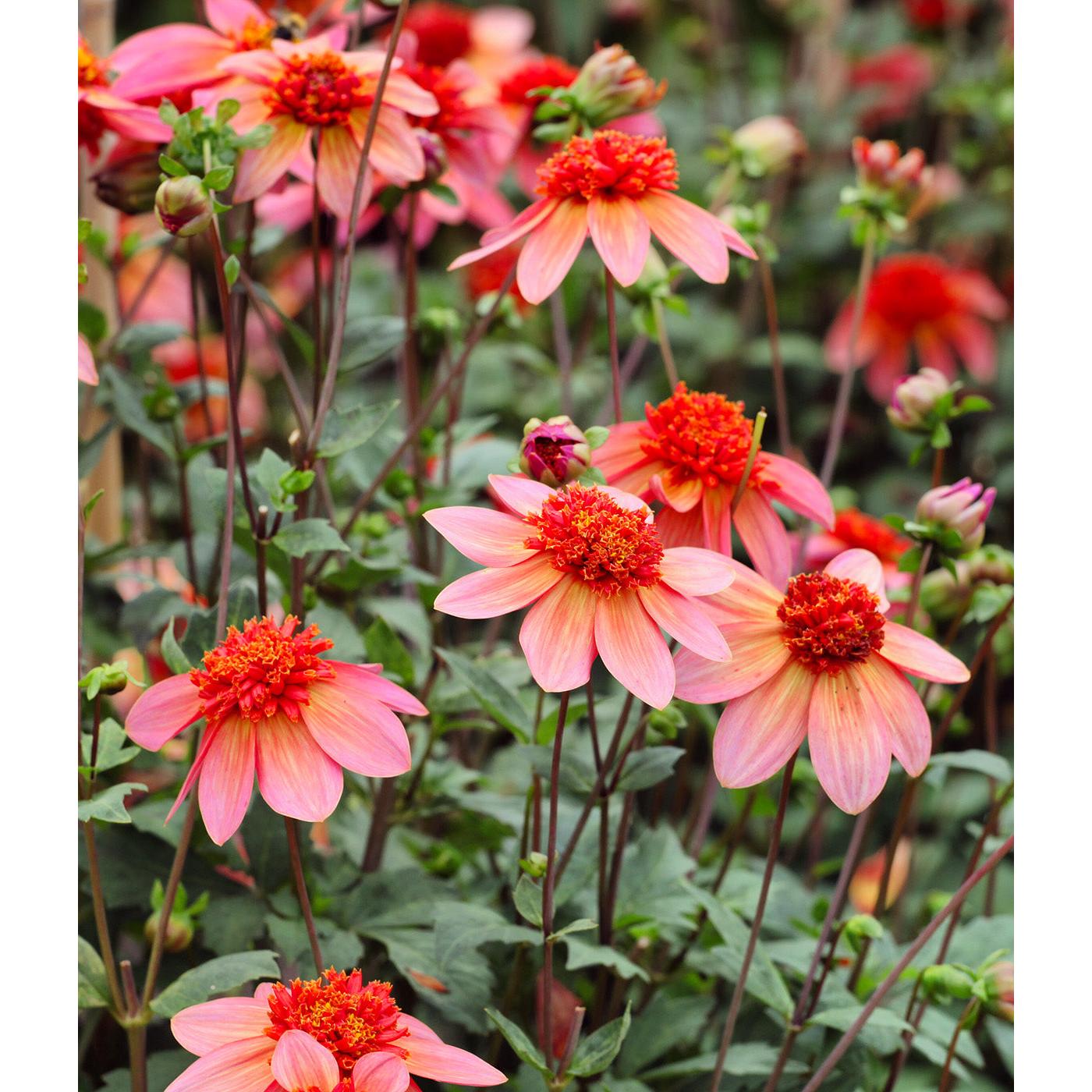 Totally Tangerine Anemone Dahlia - 3 root divisions