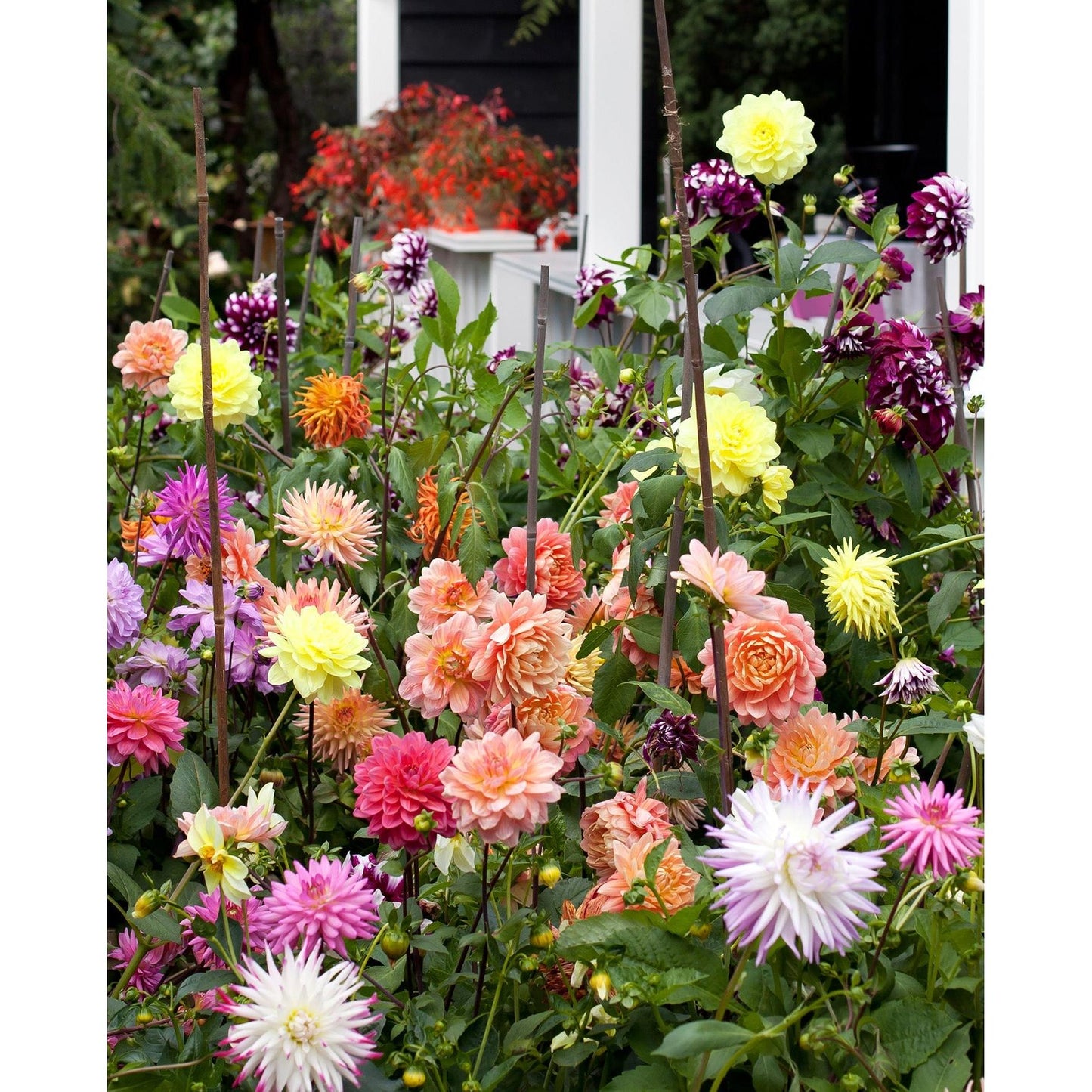 Mixed Dahlias - 9 root divisions