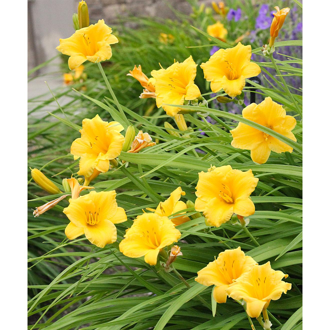 Stella de Oro Reblooming Daylily - 3 root divisions