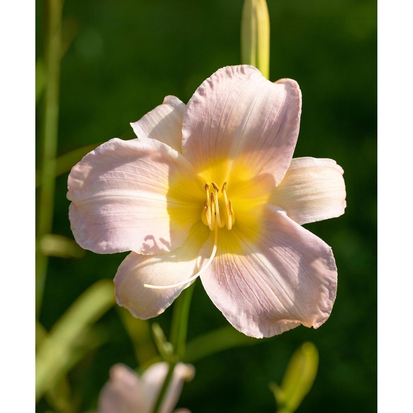 Catherine Woodbury Daylily - 3 root divisions