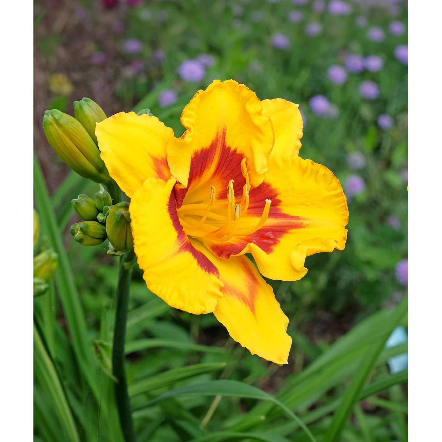 Fooled Me Eyezone Daylily - 3 root divisions