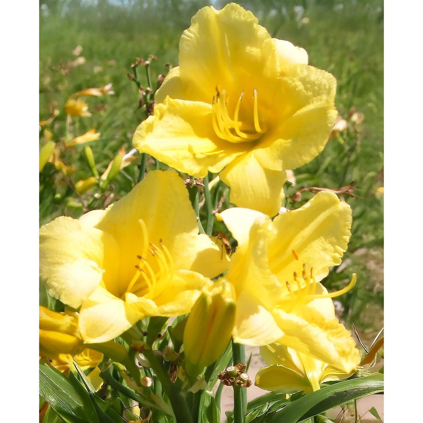 Happy Returns Reblooming Daylily - 3 root divisions
