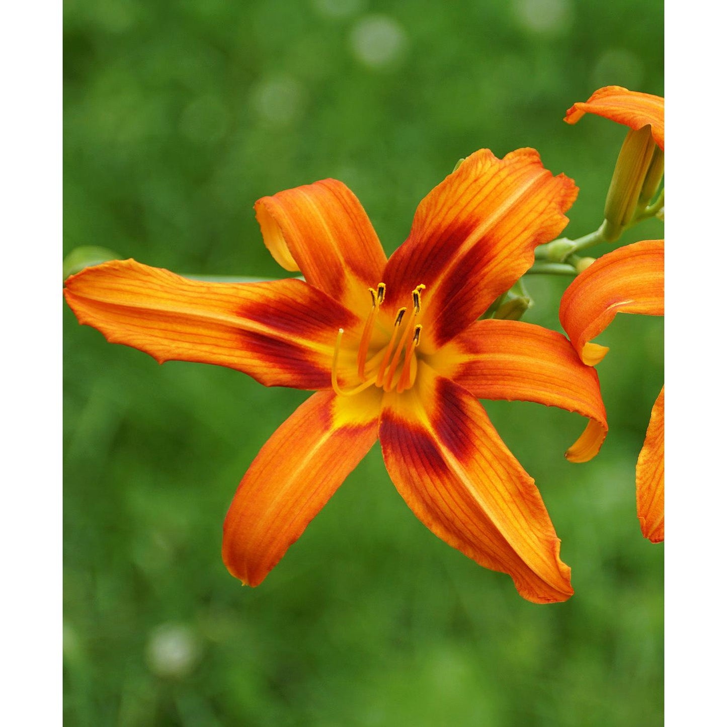 Rajah Daylily - 3 root divisions