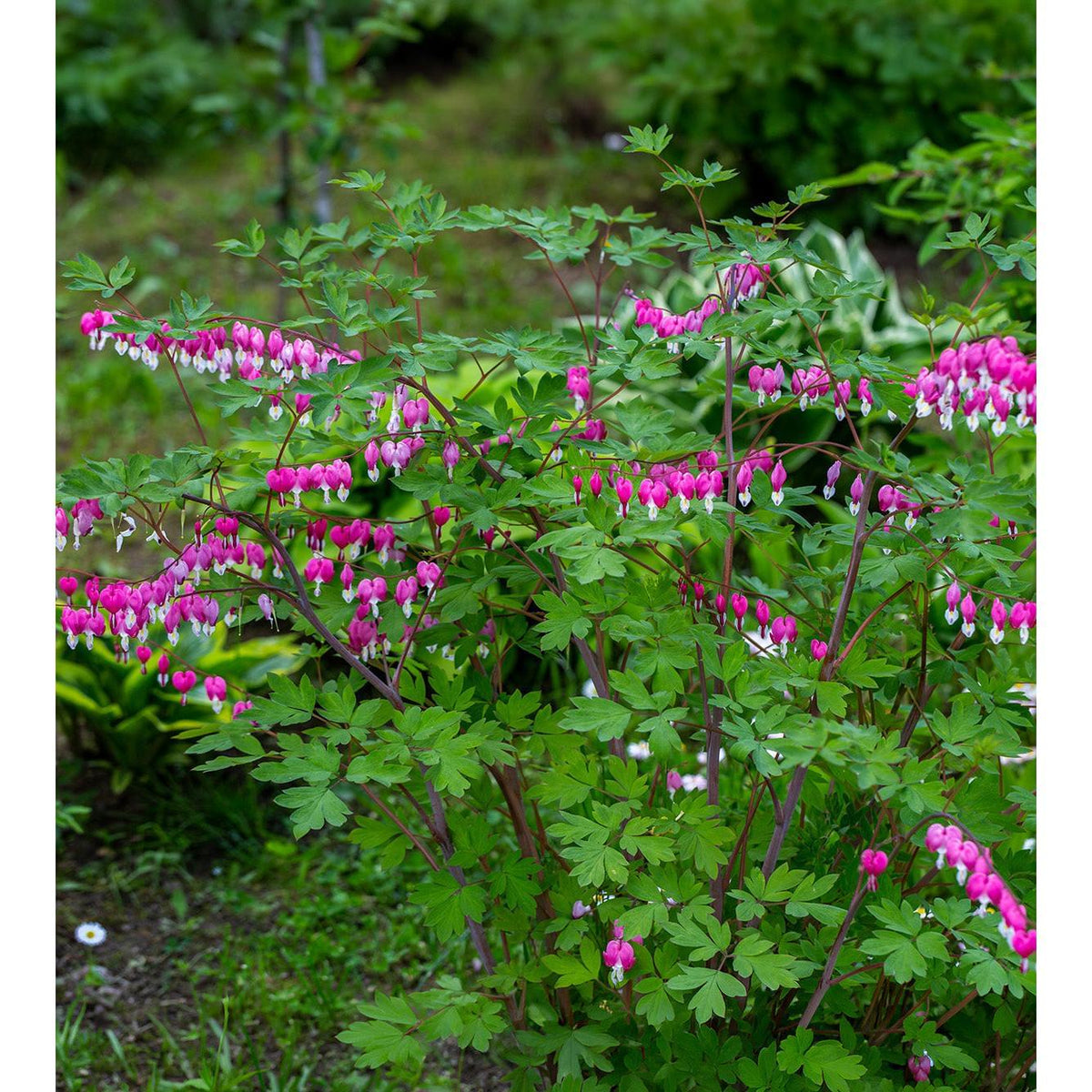 Dicentra Spectabilis - Bleeding Heart - 3 root divisions