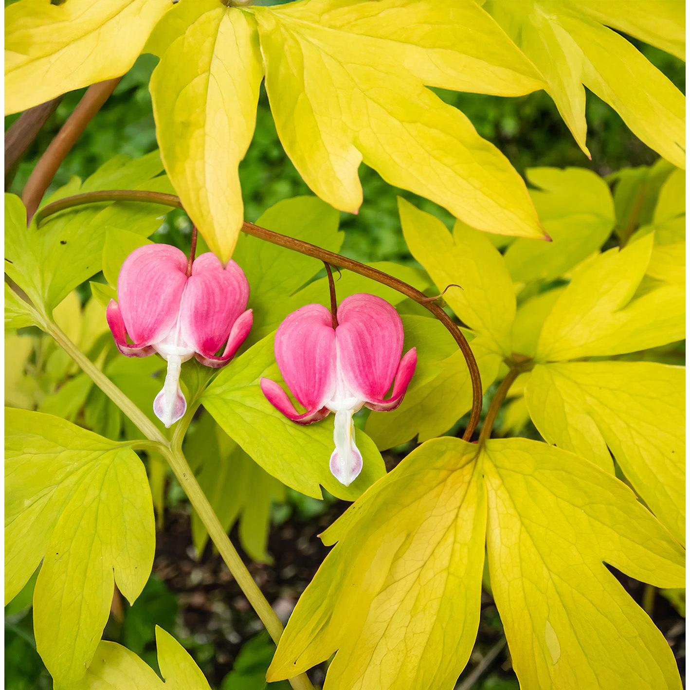 Dicentra Spectabilis - Yellow Leaf - 3 root divisions