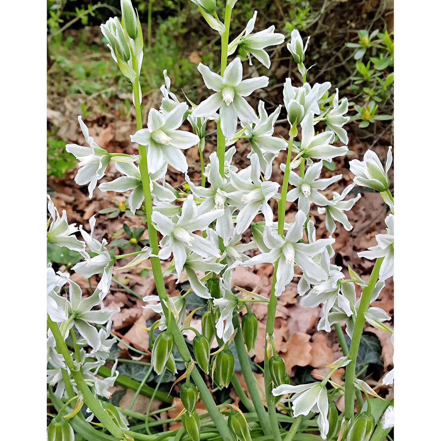 Drooping Star of Bethlehem - 25 bulbs