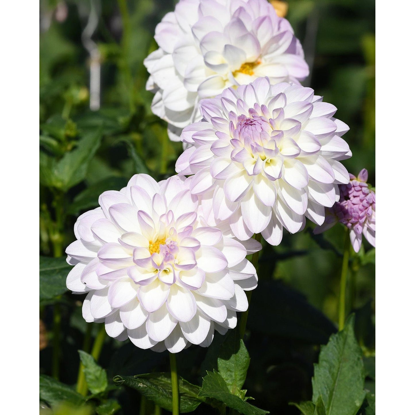 Eviline Ball Dahlia - 3 root divisions
