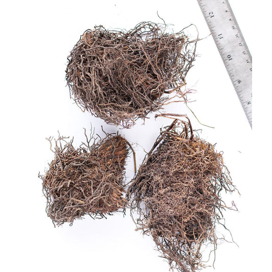 Cinnamon Fern - 3 root divisions