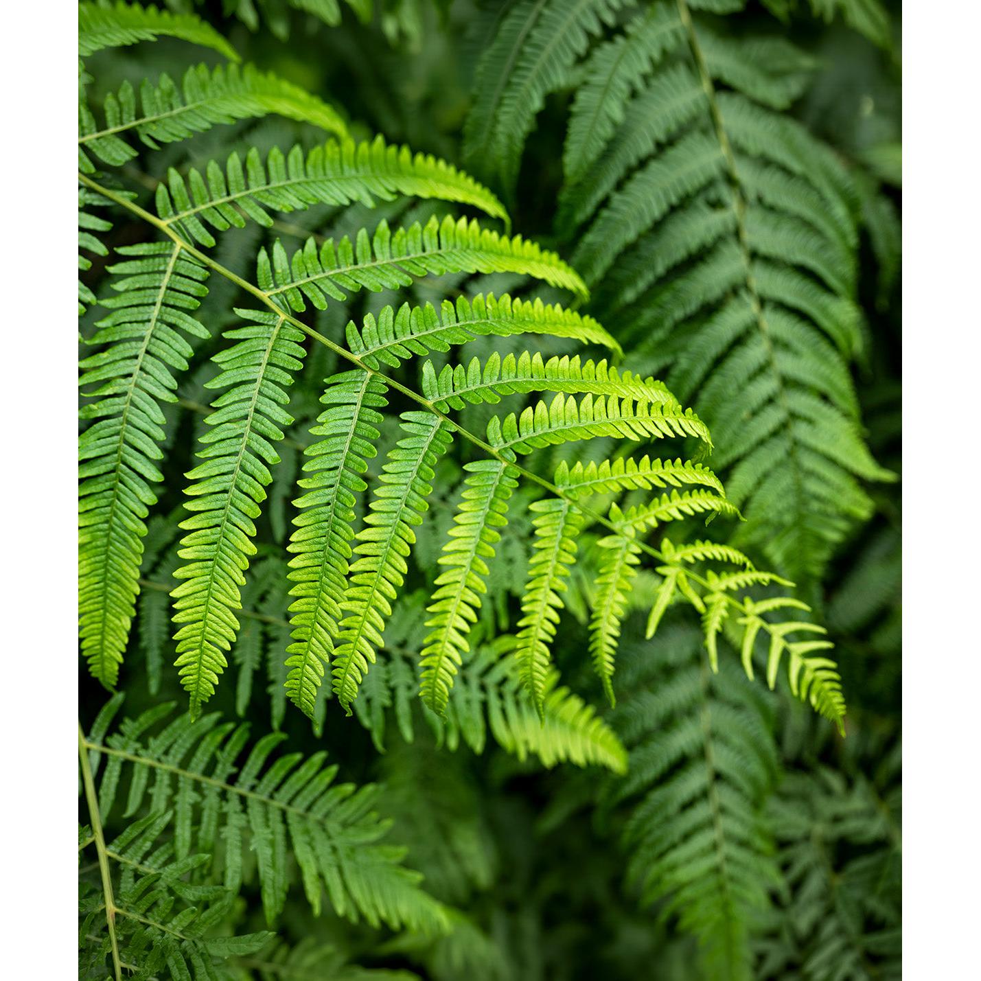 Lady Fern - 3 root divisions